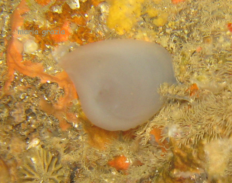 Rhopalaea neapolitana